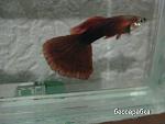 IMG 0258