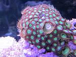 Zoanthus sp.