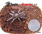 Nhandu chromatus 7-8