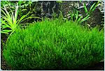 : Stringy moss Leptodictium riparium 
: Hypnoceae ( )