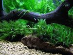 Fissidens nobilis Griff