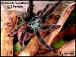 Tarantulas