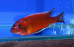 Labeotropheus trewavasae Chilumba