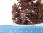IMG 4529