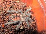 Pamphobeteus vespertinus L1
