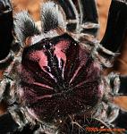 x.immanis F carap TM