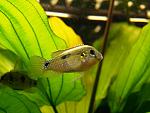 Anomalochromis thomasi