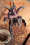 x.immanis M 004 TM