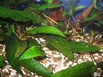   (Cryptocoryne affinis), M