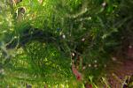 Moss sp. "Bubble"