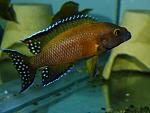 Neolamprologus buescheri "Kamakonde"