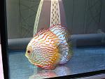 IMG 5278