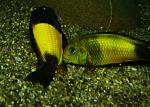 Tropheus moorii 'Ikola'