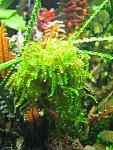 Weeping Moss