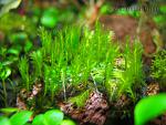 Fissidens sp.Himehouougoke