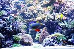 coral reef 1