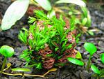 Fissidens grandifrons var. Planiccaulis