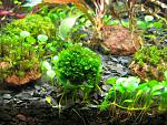 Fissidens Splachnobryioides