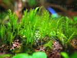 Fissidens sp. Himehouougoke