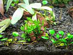 Fissidens grandifrons var. Planiccaulis