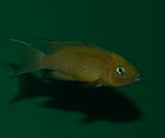 Neolamprologus falcicula(cygnus)