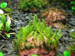 Fissidens sp Thailand