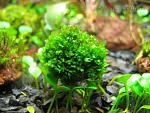Fissidens Splachnobryioides