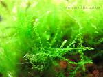 moss sp mini-mini