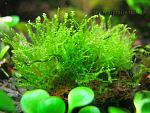 moss sp mini-mini