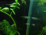 Pseudomugil signifer ( )