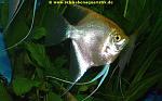 Skalar gold Pterophyllum scalare