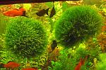 Phoenix moss Fissidens fontanus311