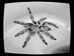 Tapinauchenius gigas
