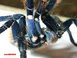 Chromatopelma cyanopubescens