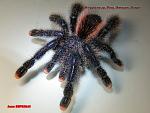 Avicularia sp. Peru, Amazon. Purple