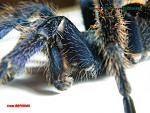 Chromatopelma cyanopubescns 
