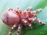 Acanthoscurria geniculata