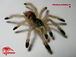 Avicularia metallic L5