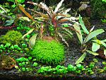 moss sp 610