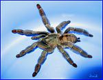 Psalmopoeus Cambridge