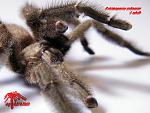 Psalmopoeus reduncus 