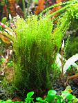 Amblystegium serpens (Nano Moss)