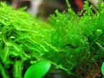  moss sp.610  moss sp mini-mini