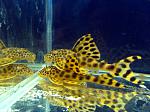 Peckoltia sabaji L075, L124