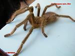 Cyriopagopus sp. Blue