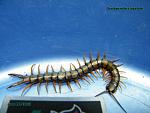 Scolopendra cingulata