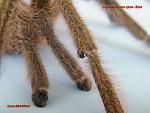 Cyriopagopus sp. Blue 