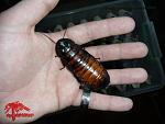 Gromphadorrhina portentosa