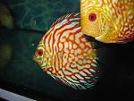 IMG 5181[1]