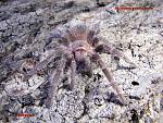 Lasiodora parahybana